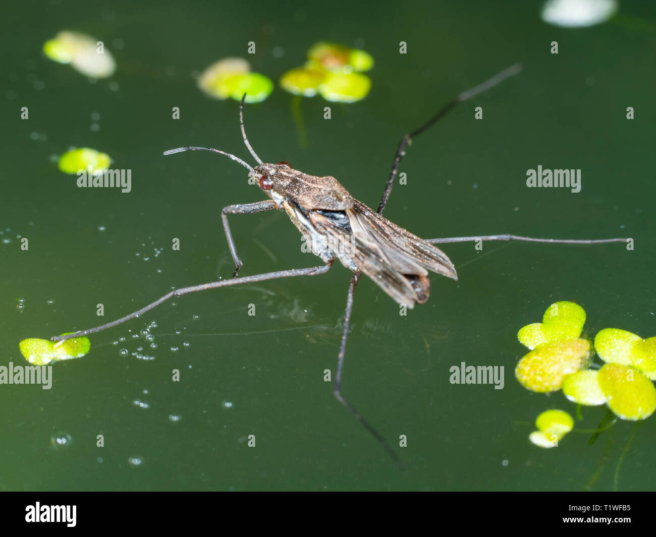 Water strider, water skeeter, water bug, pond skater, water skipper, jesus  bug Stock Photo - Alamy