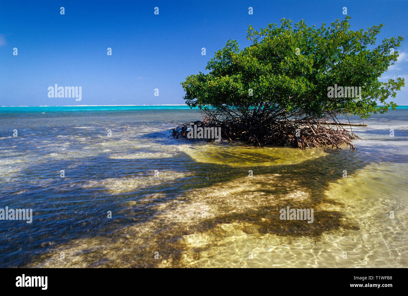 Red mangrove tree (Rhizophora mangle) on coast of Belize, Central America. Floating seeds of red mangroves take root in shallow coastal waters of the  Stock Photo
