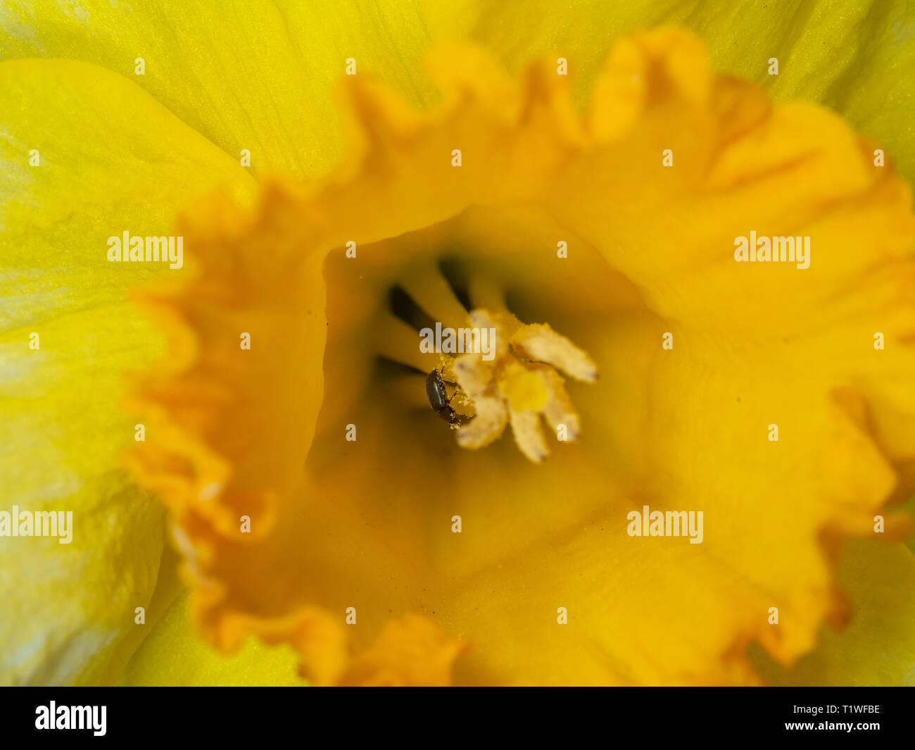 Pollen bettle in a daffodil Stock Photo Alamy