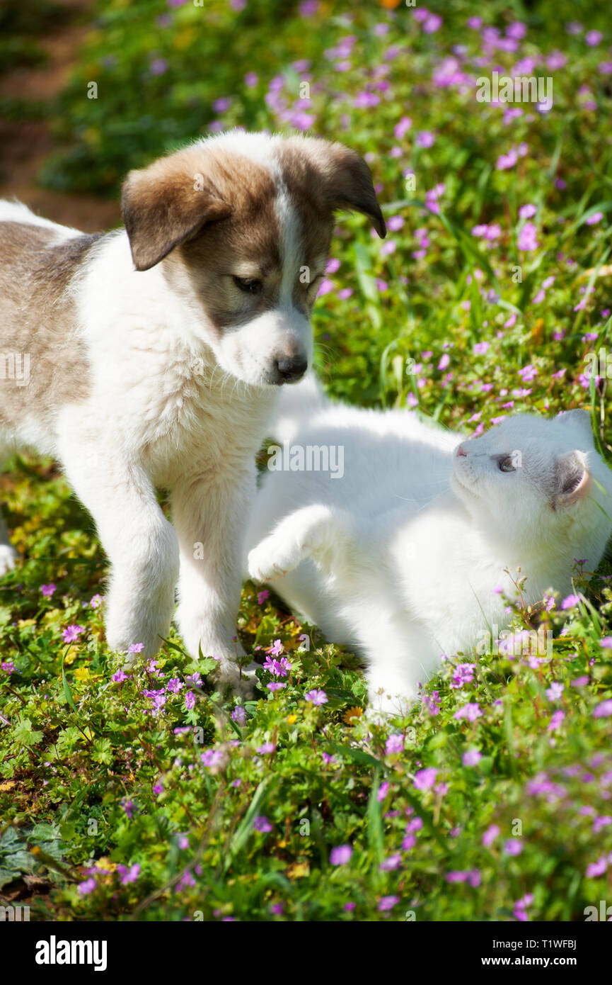 A puppy is playing with a white kitten in a flower field Stock Photo