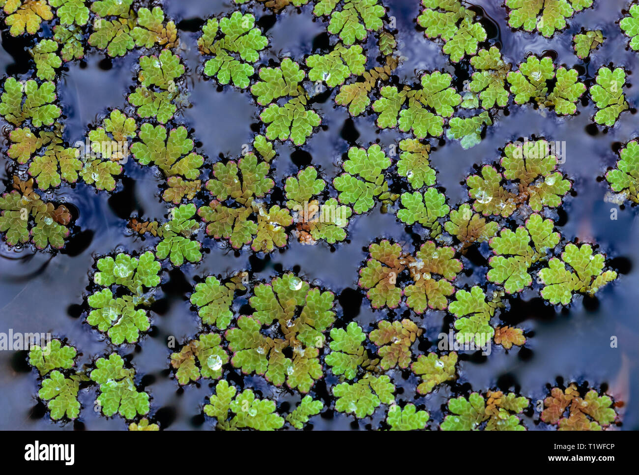 Mosquito fern (Azolla caroliniana); one of world's smallest true fern species. Grows on surface of still freshwater, often completely covering the sur Stock Photo