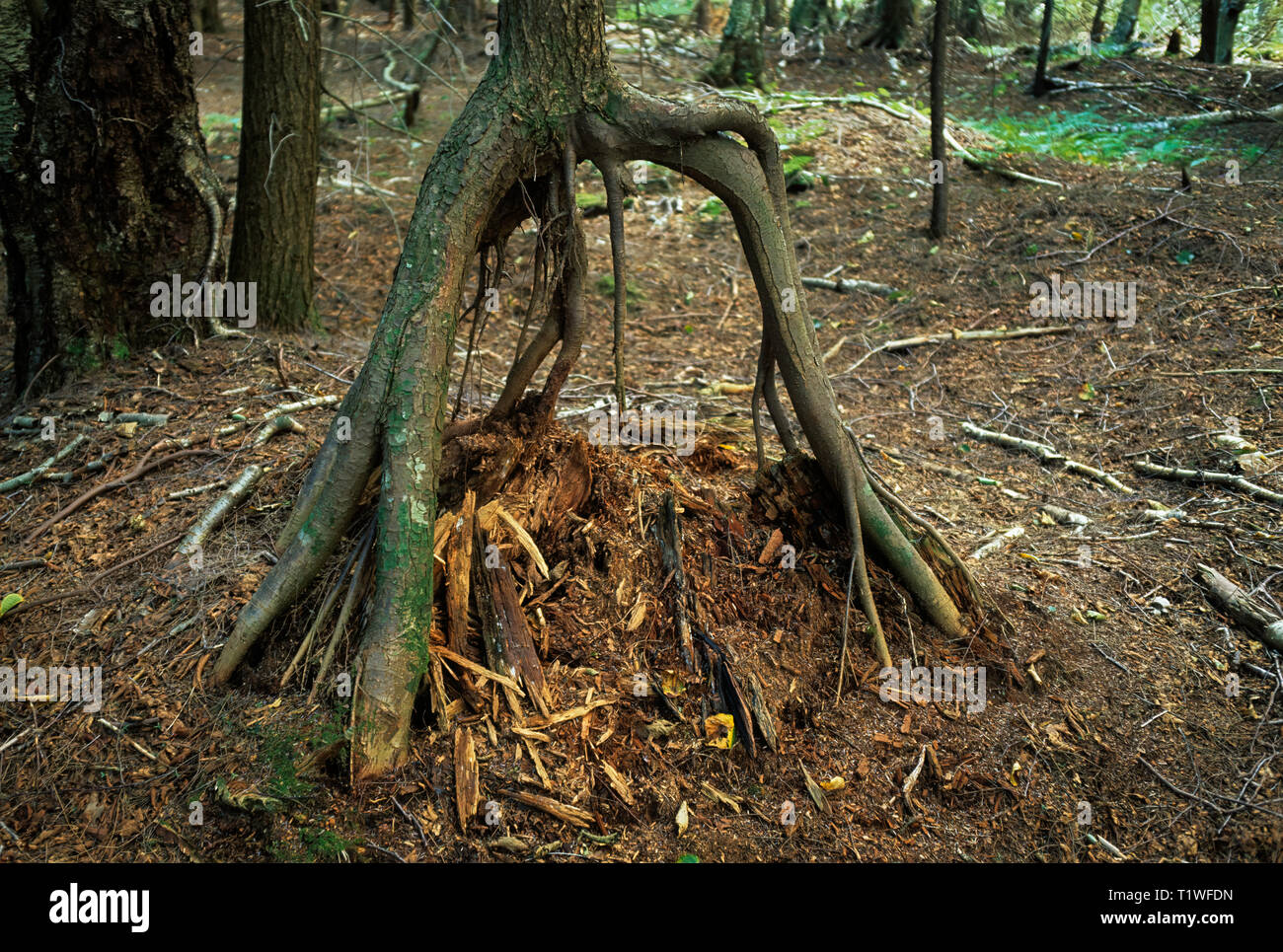 Years ago, a tree seedling took root on top of a tree stump in the