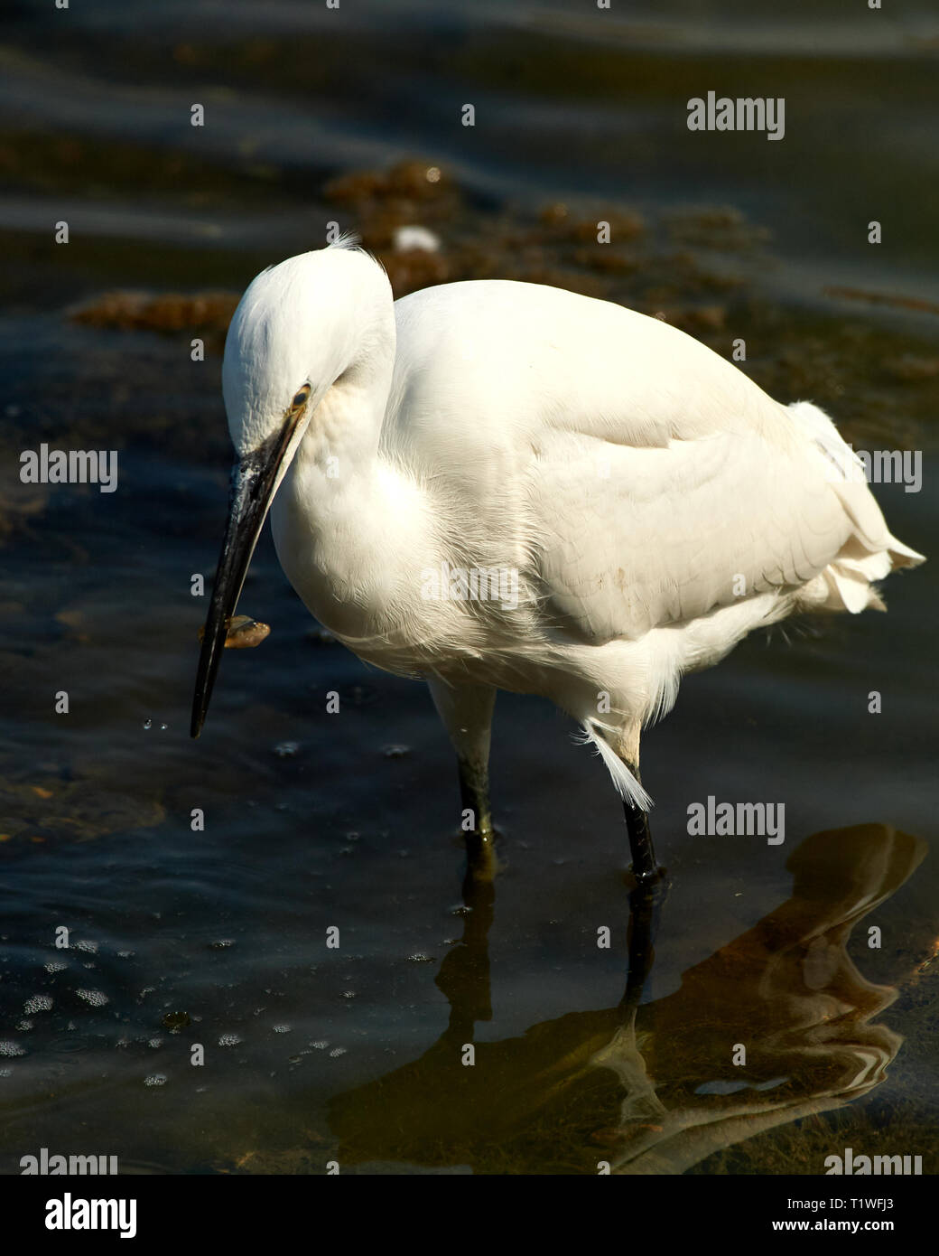 Flawless white Little Egret and its Stickleback fish catch see eye to eye. Focus in action. Stock Photo