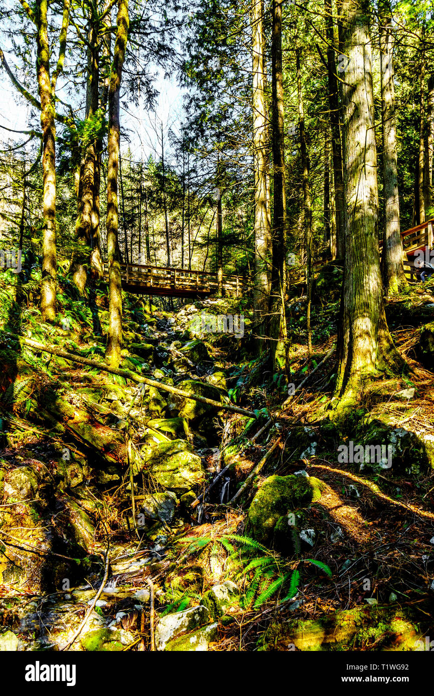 Hiking the temperate rain forest in Cascade Falls Regional Park between the towns of Mission and Deroche in British Columbia, Canada Stock Photo