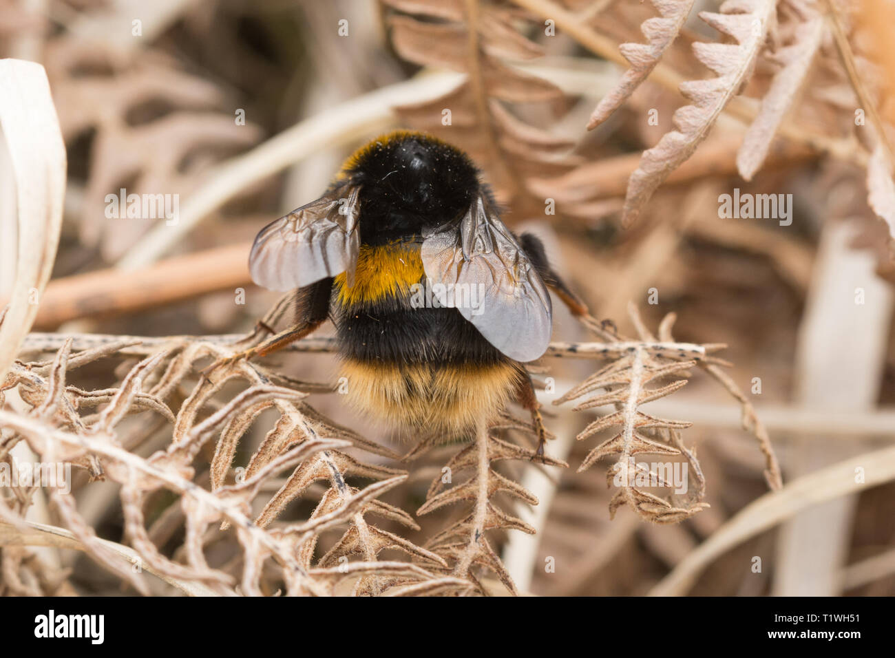 Buff-tailed bumblebee queen (Bombus terrestris), an early emerging species looking for a nest site on heathland in March, Surrey, UK Stock Photo
