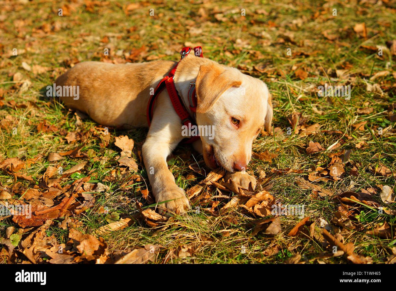 Cute young labrador puppy dog playing on the grass, chews on a stick. Stock Photo