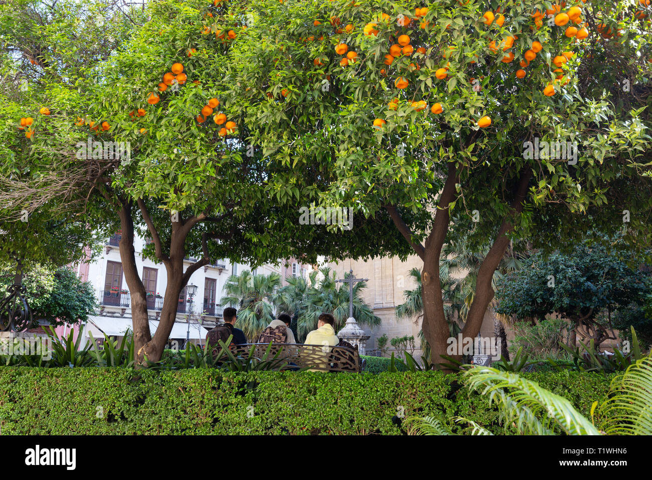 Orange trees Spain - - oranges growing on orange trees in Malaga city centre, Malaga Andalusia Spain Stock Photo