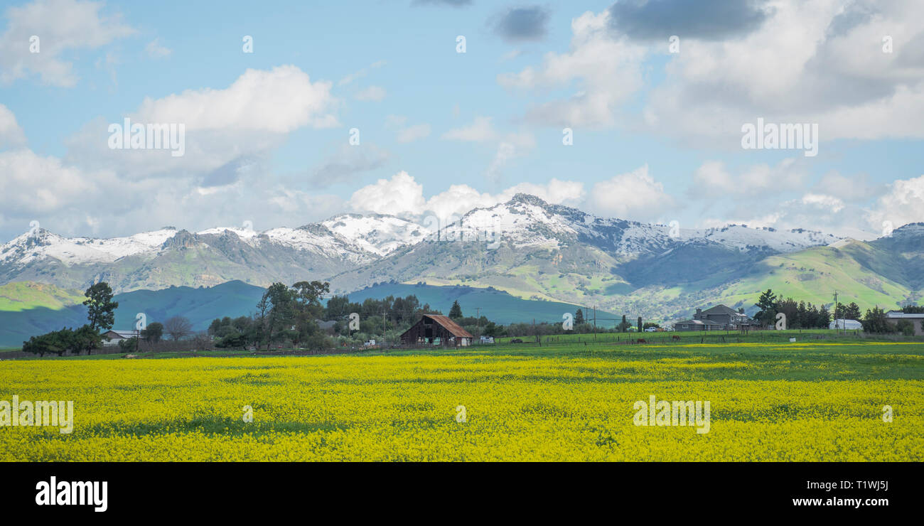 santa ana mountain range of hollister california in the winter snow capped  mountains in the spring with flowers in the foreground Stock Photo - Alamy