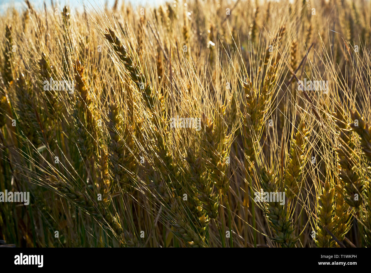 Grain growing hires stock photography and images Alamy