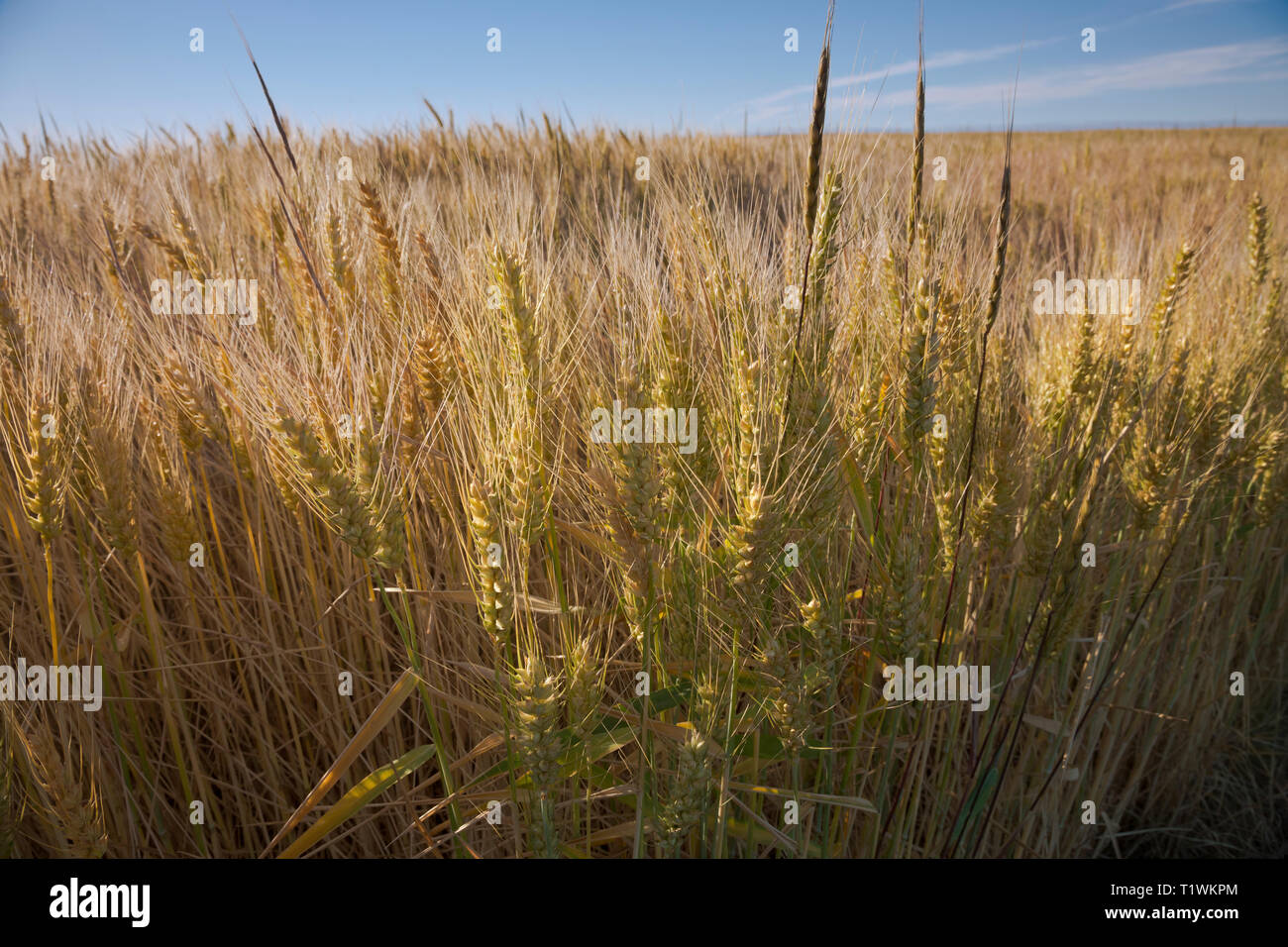 Grain growing hires stock photography and images Alamy
