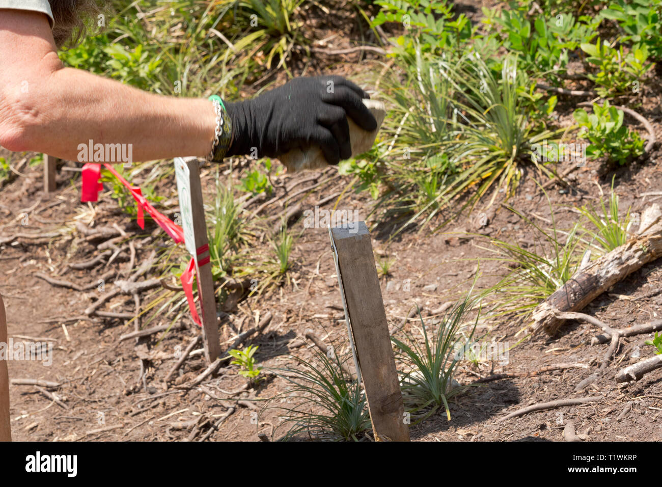 WA16064-00...WASHINGTON - Jane Ellen Seymour planting stakes with 'Don't Walk Here' signs in order to attempt to preserve the vegetation. Stock Photo