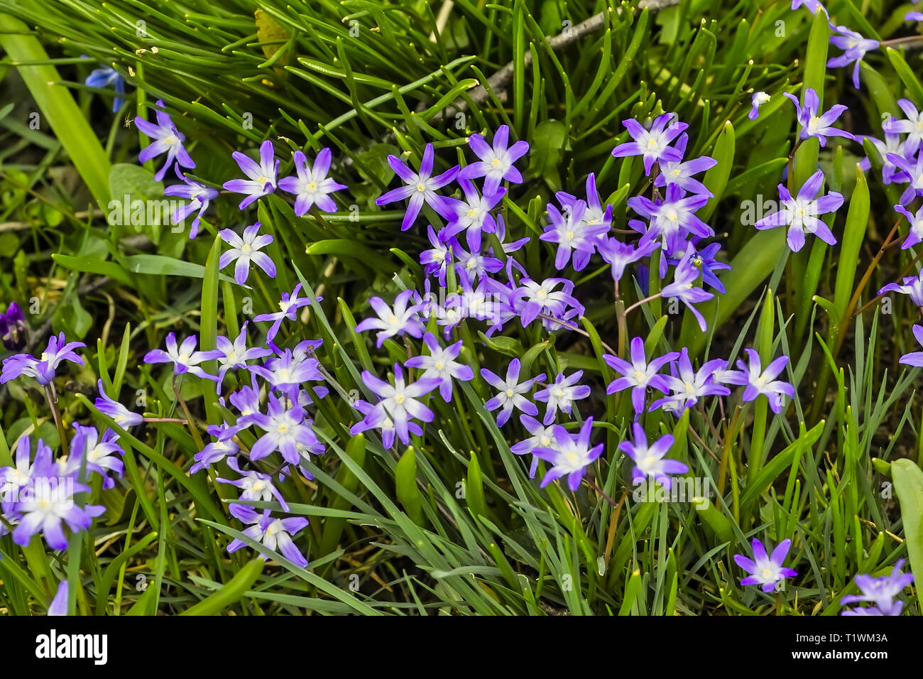 Flowers of Glory of the Snow, Chionodoxa, in spring Stock Photo