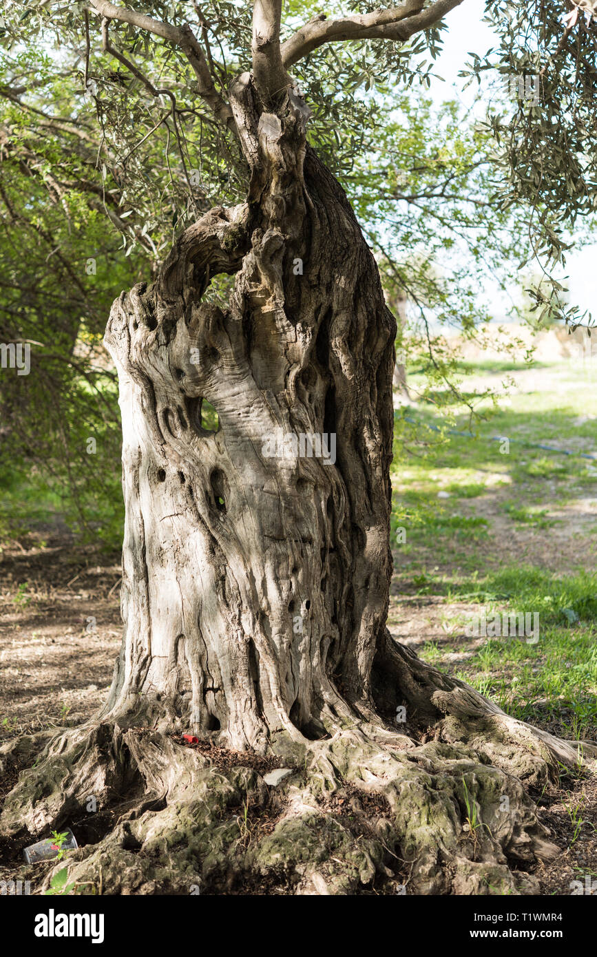 n forest with tree bark - Eucalyptus trees - bushes foliage - nature ...