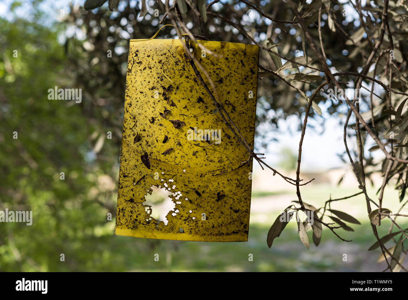 Sticky fly trap Stock Photo - Alamy