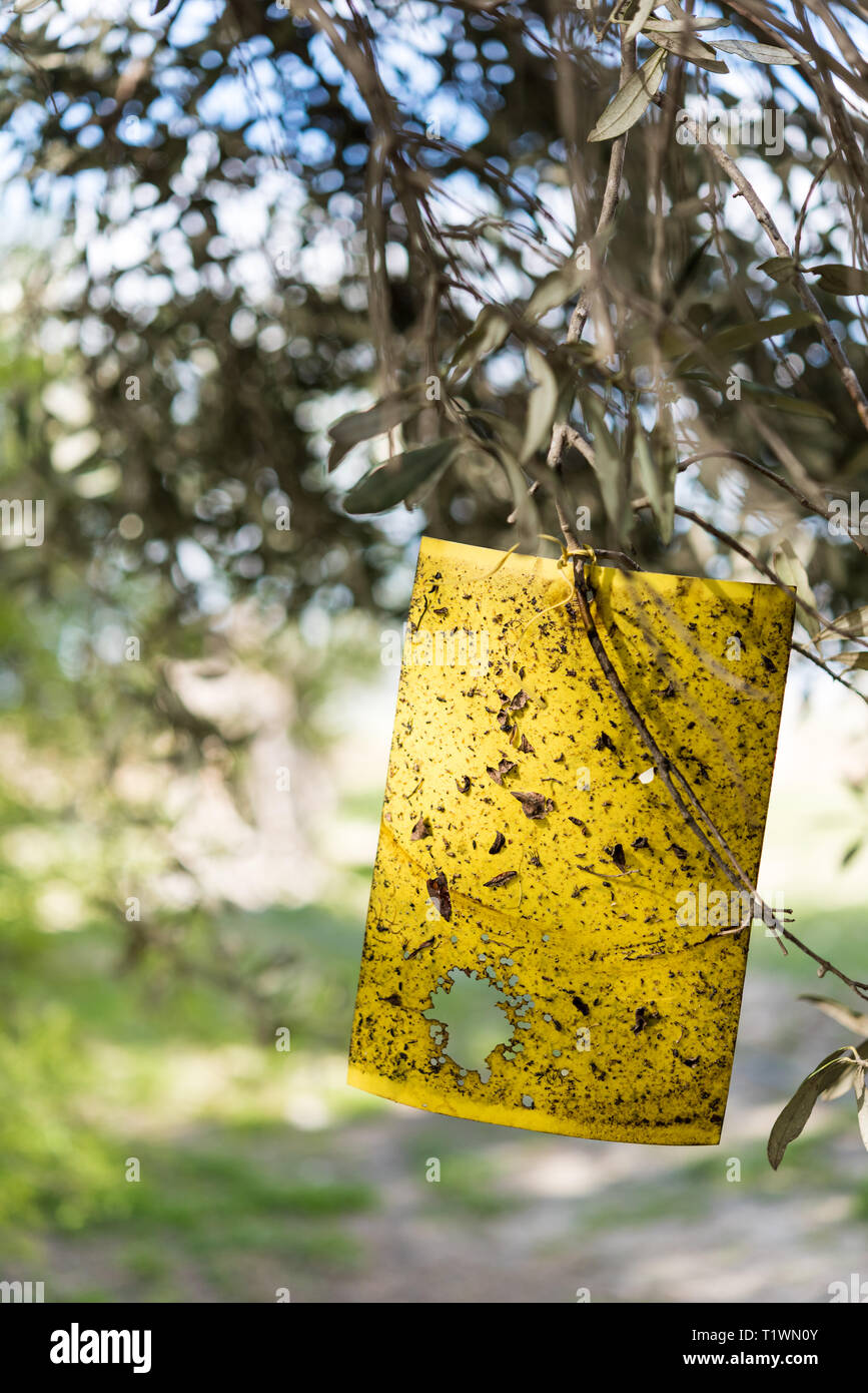 Yellow fly trap paper on Olive trees Stock Photo