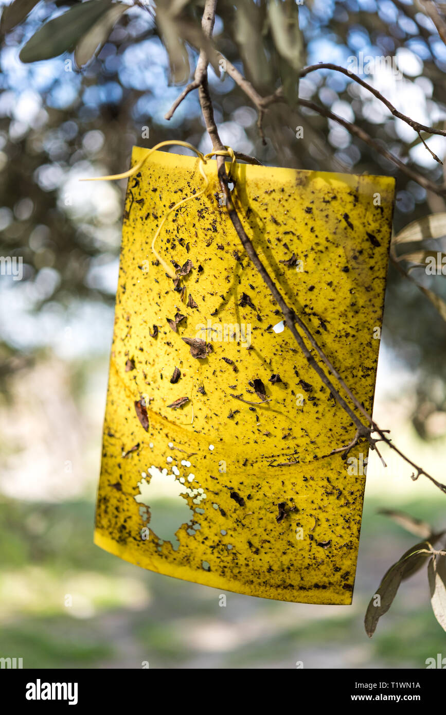 Yellow fly trap paper on Olive trees Stock Photo