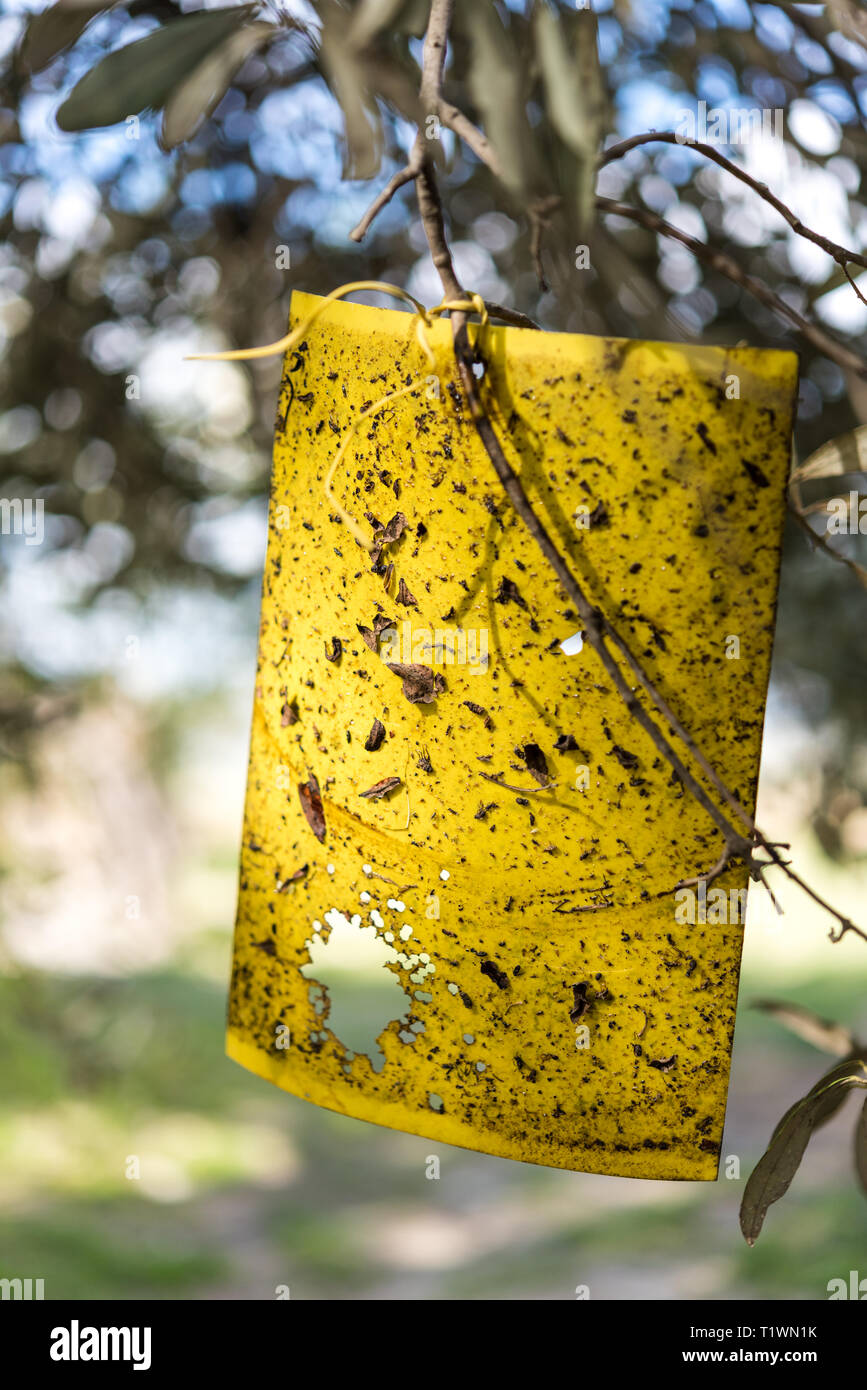 Yellow fly trap paper on Olive trees Stock Photo - Alamy