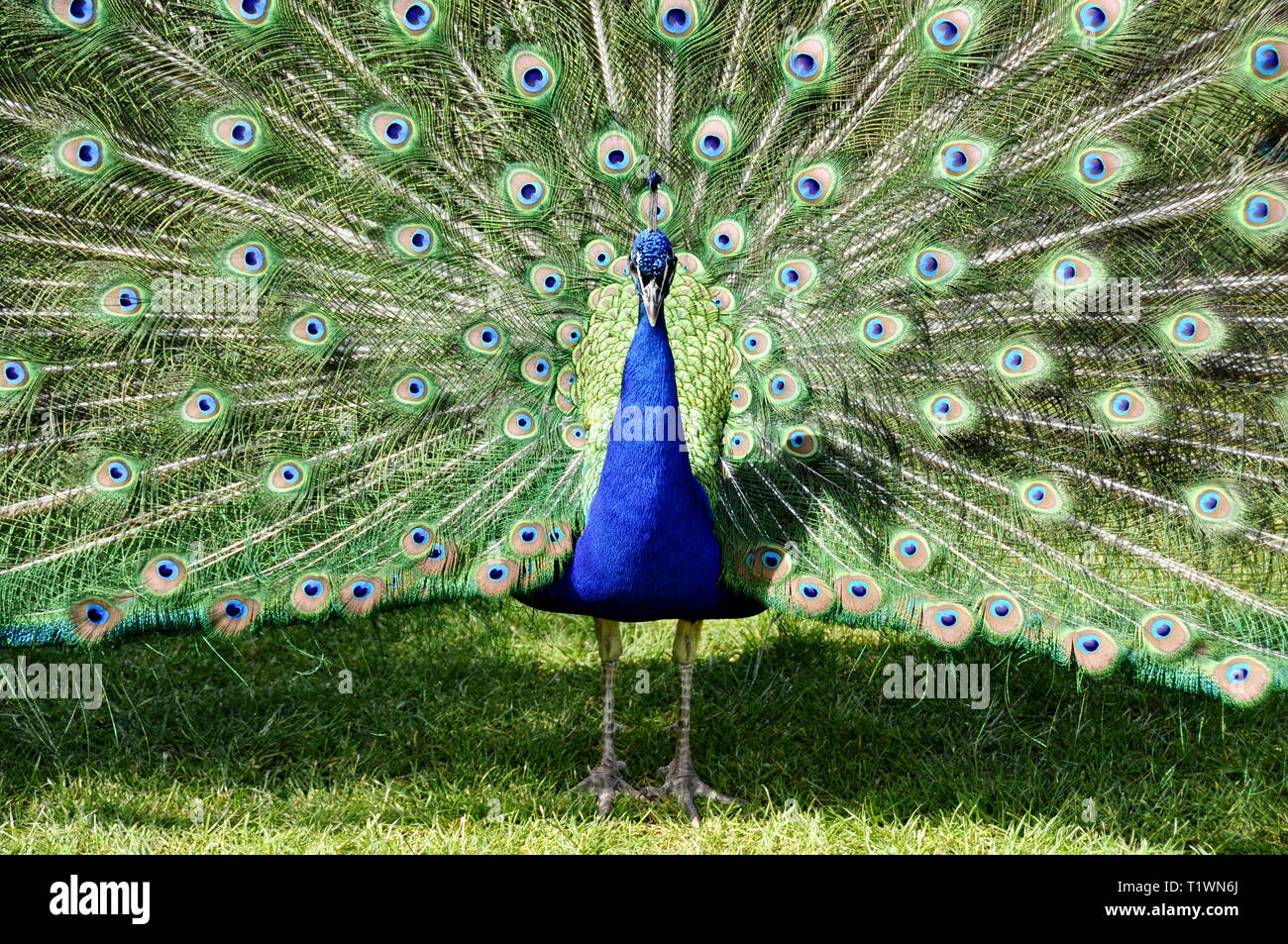 Peacock spreading and displaying his feathers Stock Photo