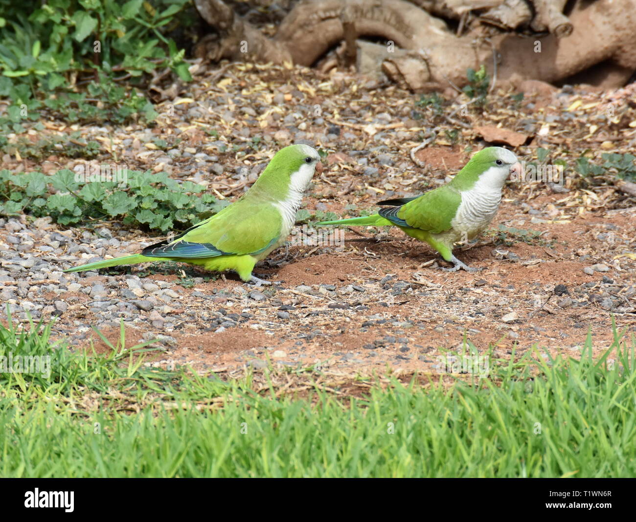 Wild monk parakeets Myiopsitta monachus foraging on the ground Stock