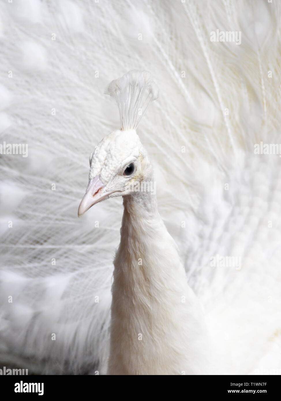 White leucistic peacock spreading and displaying his feathers Stock Photo