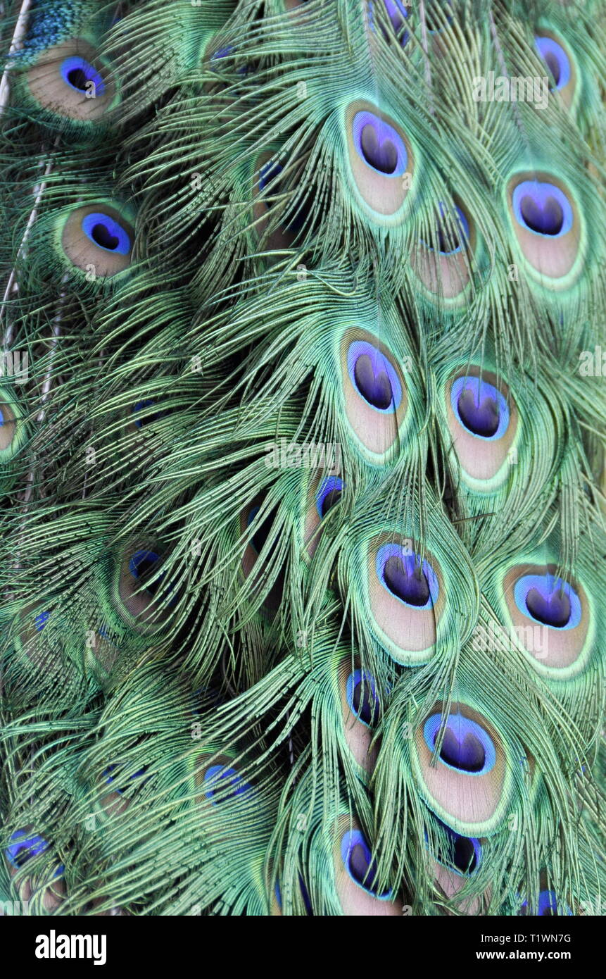 Closeup on peacock feather details Stock Photo