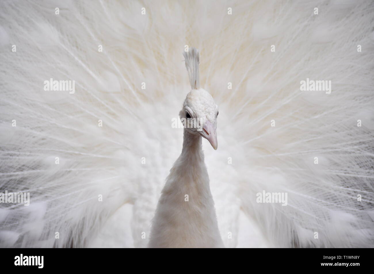 White leucistic peacock spreading and displaying his feathers Stock Photo