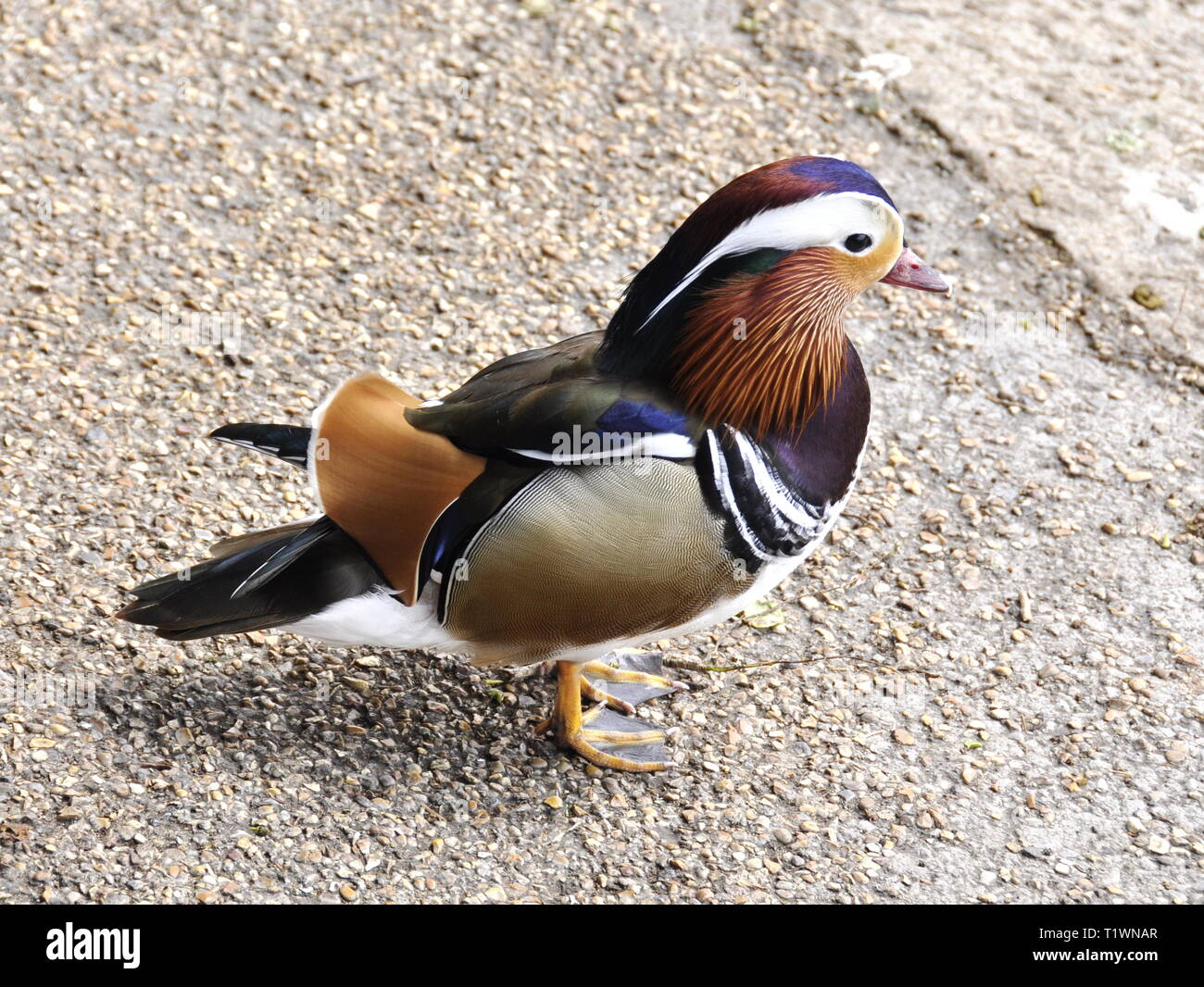 Male mandarin duck Aix galericulata walking on a shore Stock Photo - Alamy