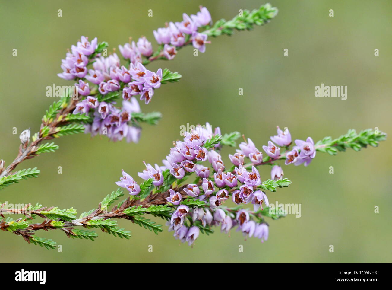 Common heather Calluna vulgaris on green background Stock Photo