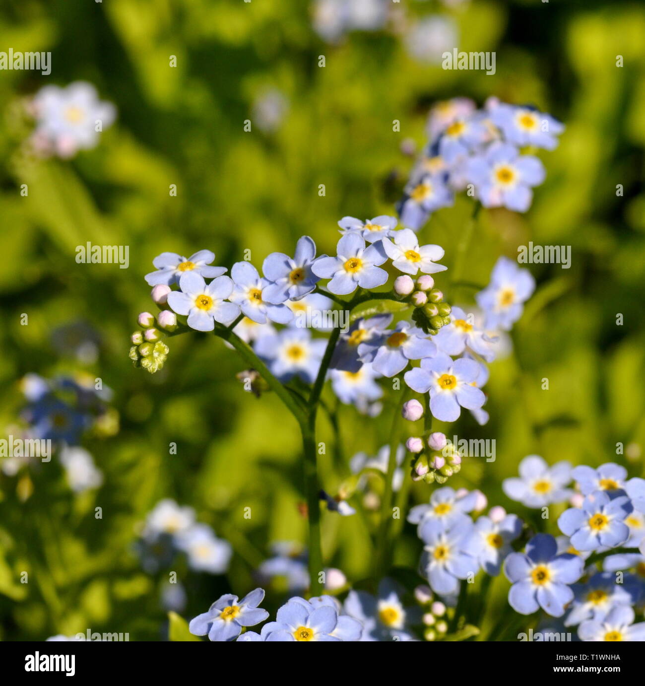 The wildflower Water Forget-me-not Stock Photo