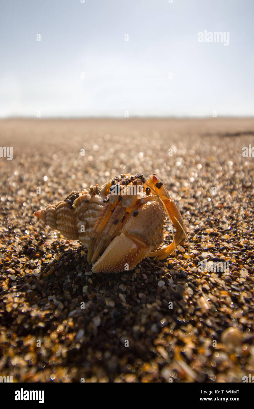 Hermit crab no shell hires stock photography and images Alamy
