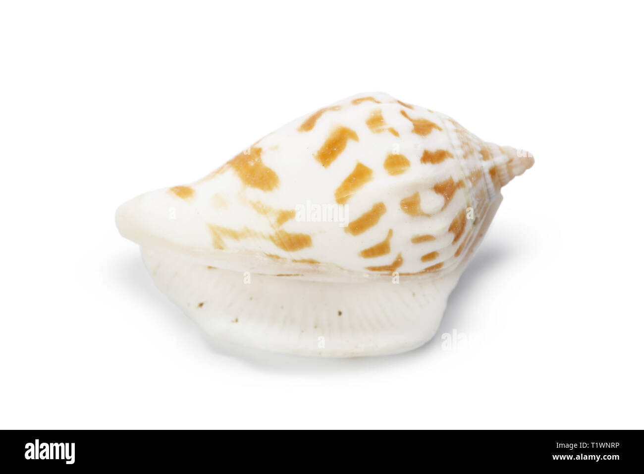 Seashell isolated on white background Stock Photo - Alamy