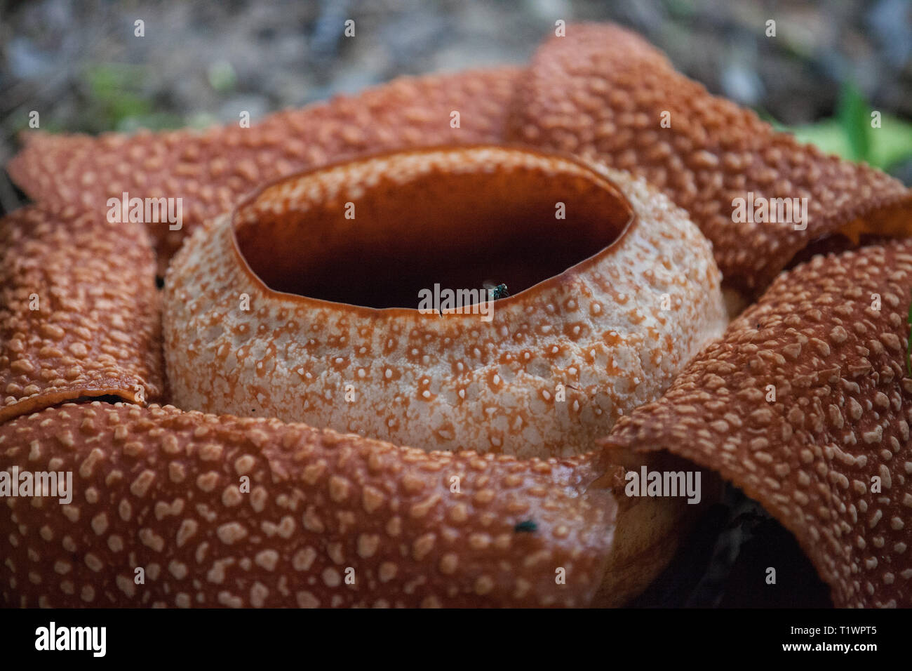 Red blooming Rafflesia, the biggest flower in the world, Sarawak