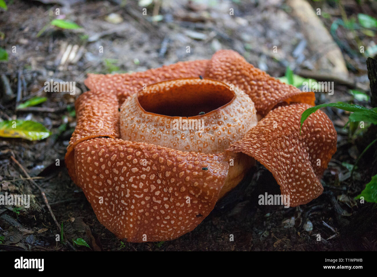 Red blooming Rafflesia, the biggest flower in the world, Sarawak