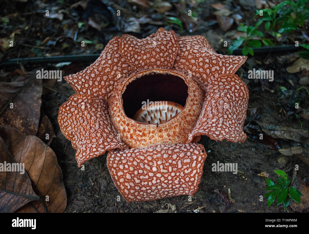 Red blooming Rafflesia, the biggest flower in the world, Sarawak