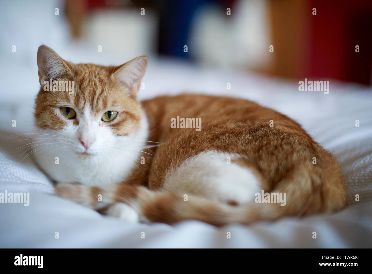 Ginger cat lying on a bed and looking into the camera Stock Photo