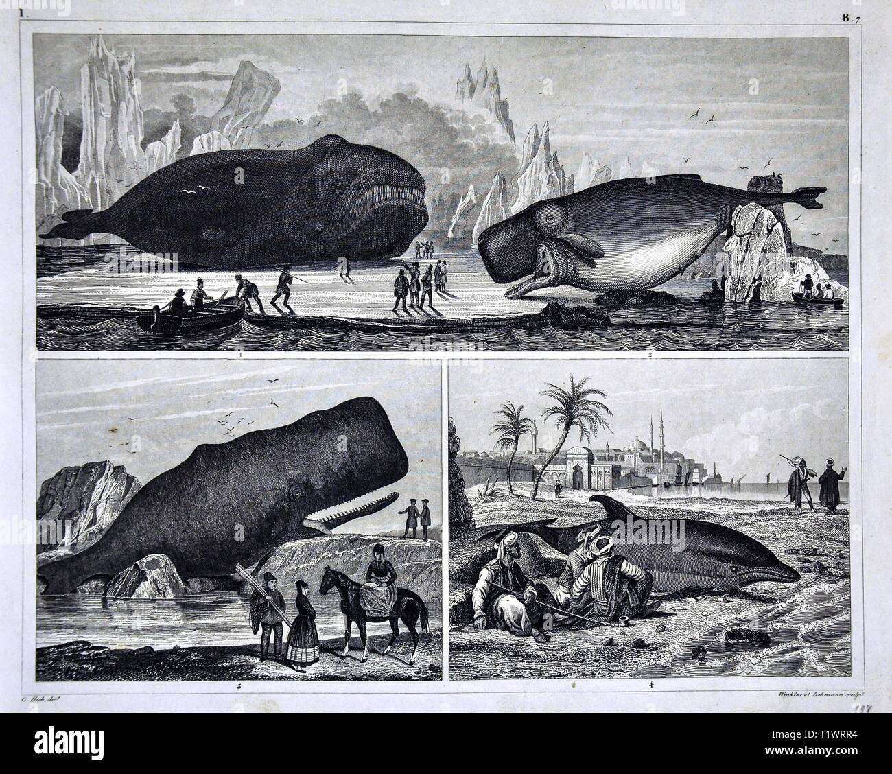 1849 Zoological Print - Wildlife Animals - Aquatic Mammals including Whales and Porpoise Stock Photo