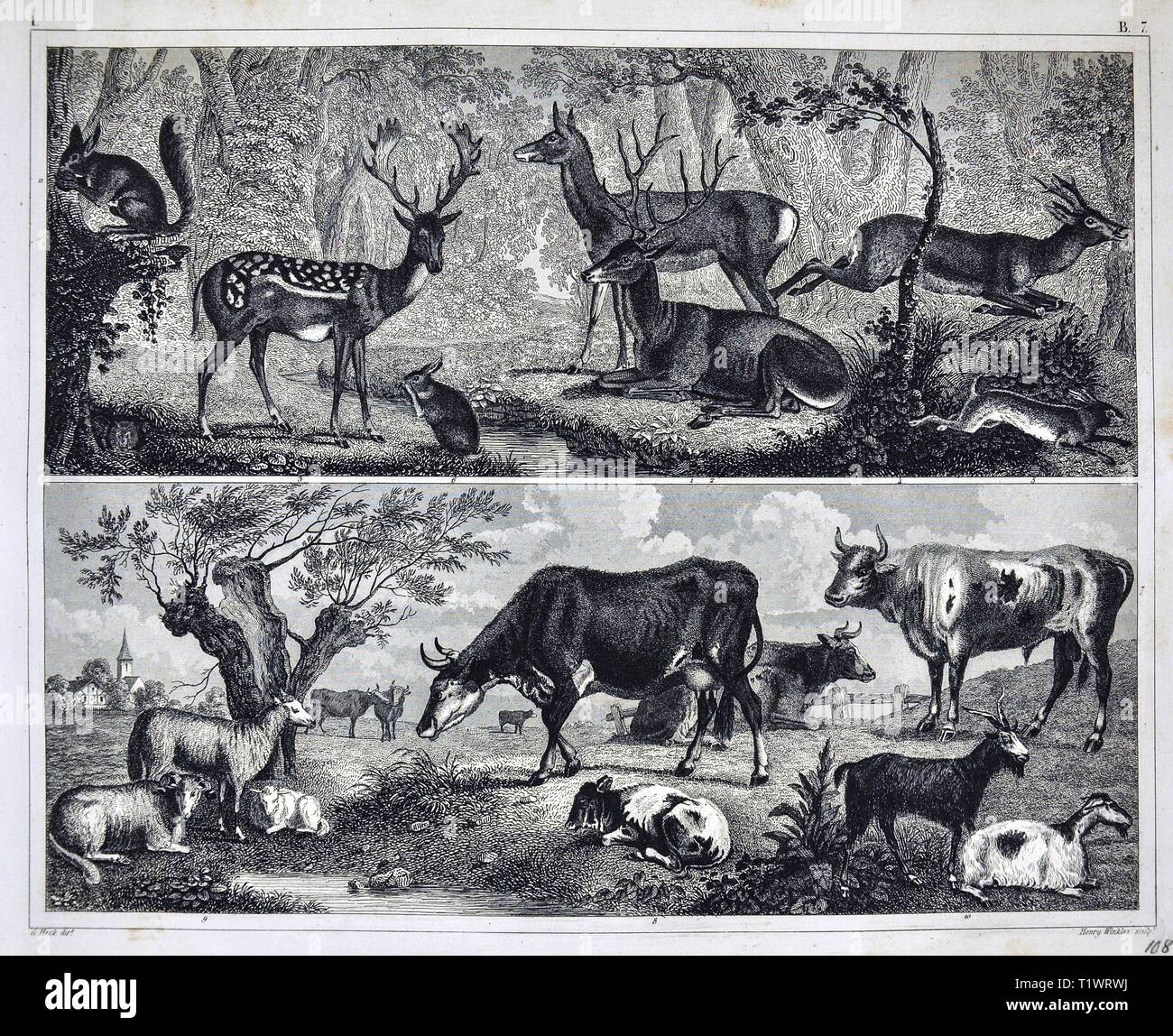 1849 Zoological Print - Wildlife Animals - Bovine Mammals Deer and Domestic Farm Animals including Cows, Sheep and Goats Stock Photo