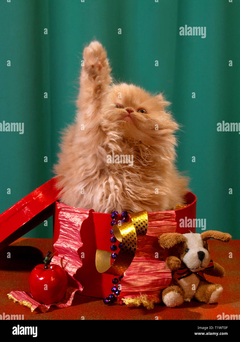 Fluffy Red Kitten In A Red Box For Gifts Stock Photo 242127439