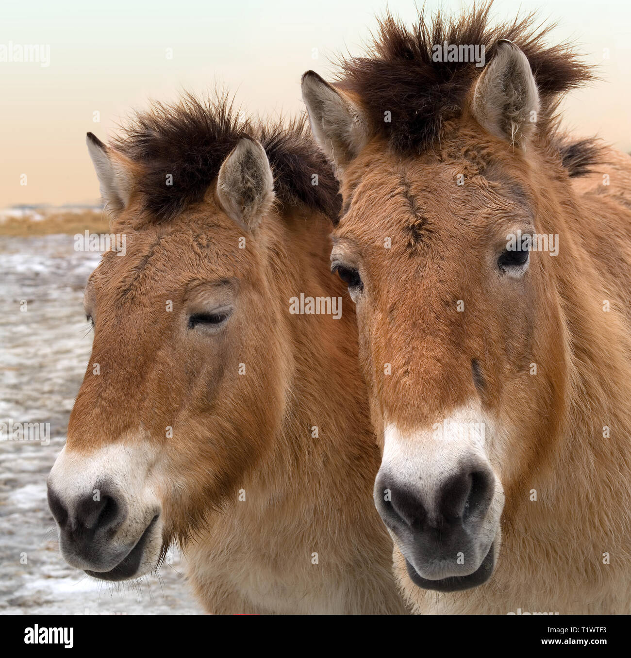 Przhevalsky hires stock photography and images Alamy