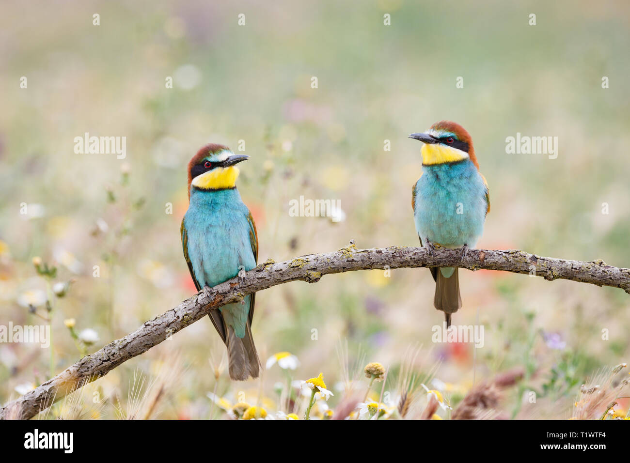 European Bee-eater (Merops apiaster), pair, perched on branch, Lleida Steppes, Catalonia, Spain Stock Photo