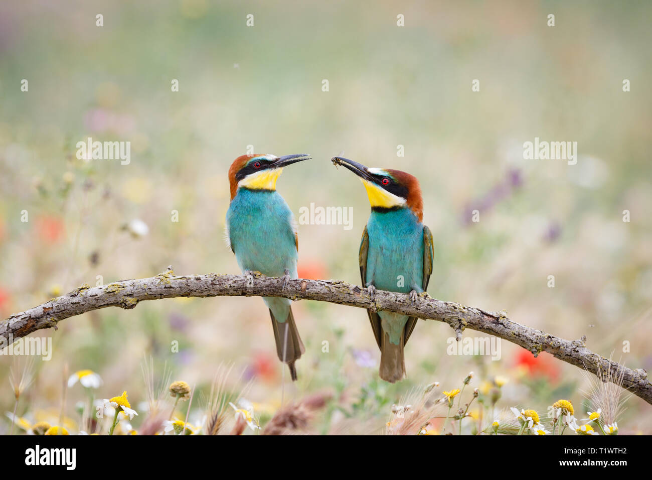 European Bee-eater (Merops apiaster), adult male offering insect prey to female, perched on branch, Lleida Steppes, Catalonia, Spain Stock Photo