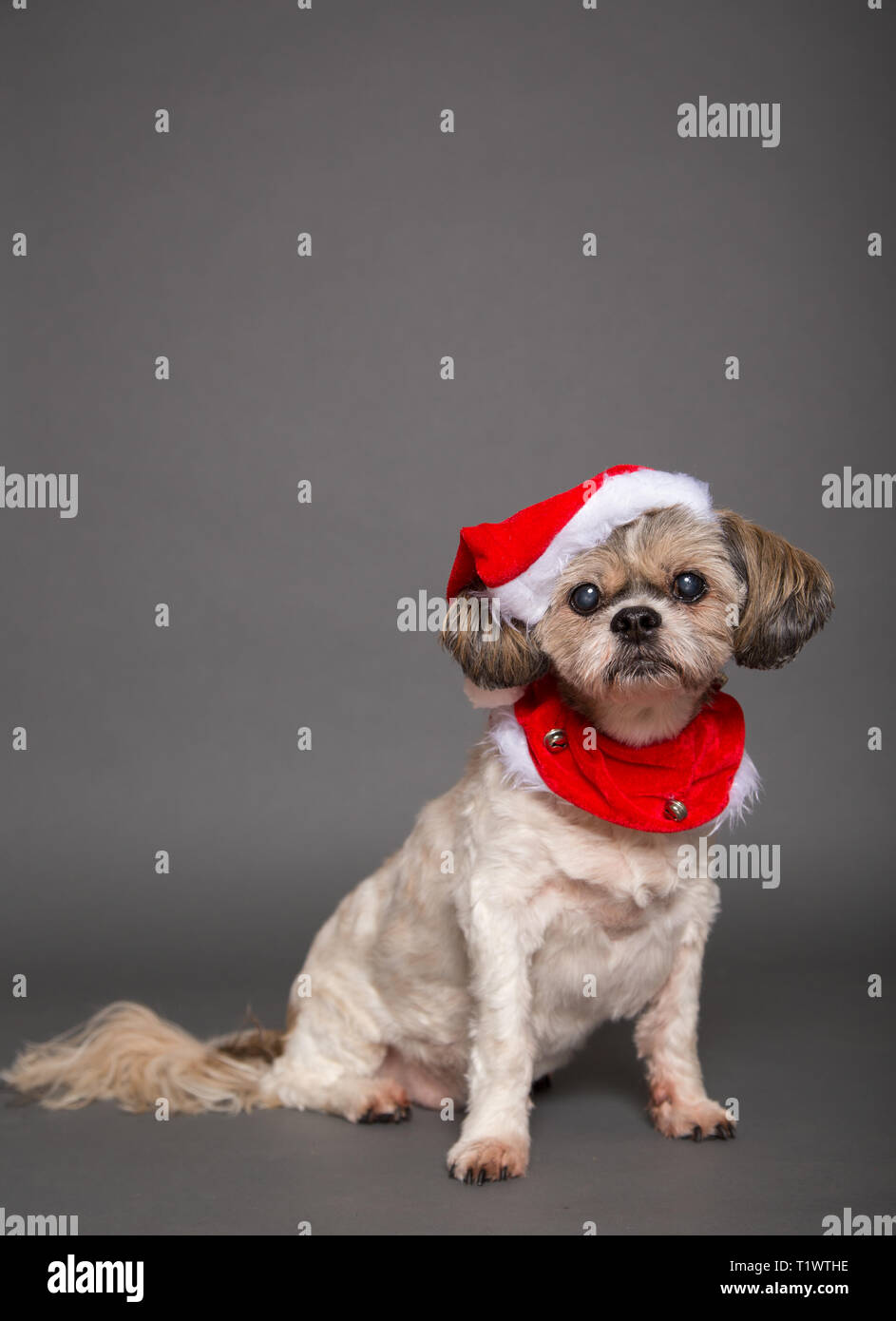 Shih Tzu Santa Hat High Resolution Stock Photography and Images - Alamy