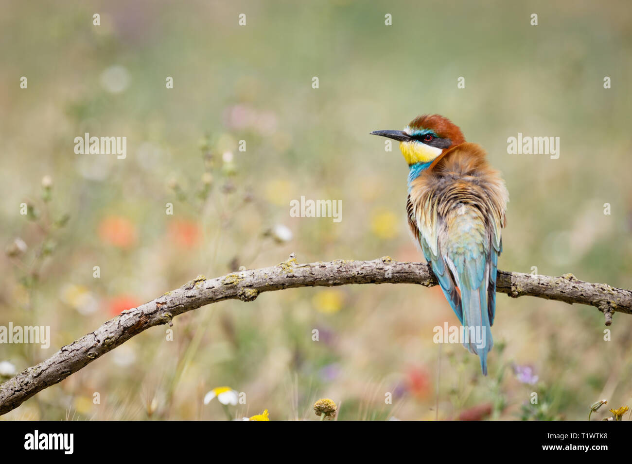 European Bee-eater (Merops apiaster), adult perched on branch, Lleida Steppes, Catalonia, Spain Stock Photo