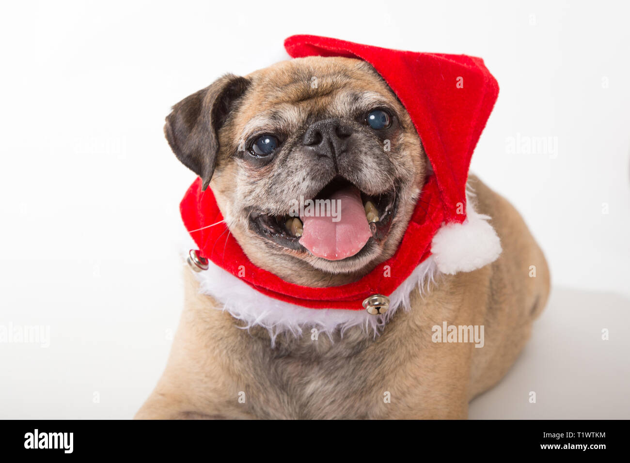 Pug santa hat hi-res stock photography and images - Alamy