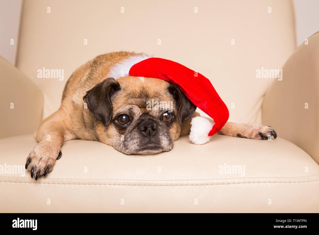Old Pug Dog Wearing Santa Hat And Lying On A Chair Stock Photo Alamy