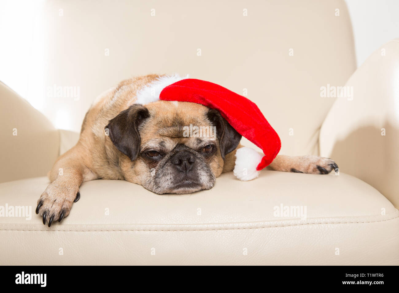 Pug wearing santa hat hi-res stock photography and images - Alamy