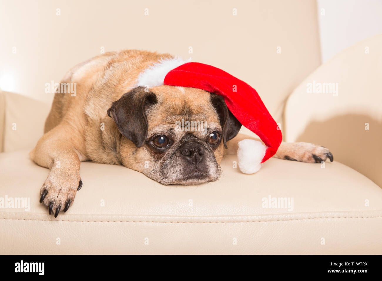 Old pug dog wearing santa hat and lying on a chair Stock Photo - Alamy