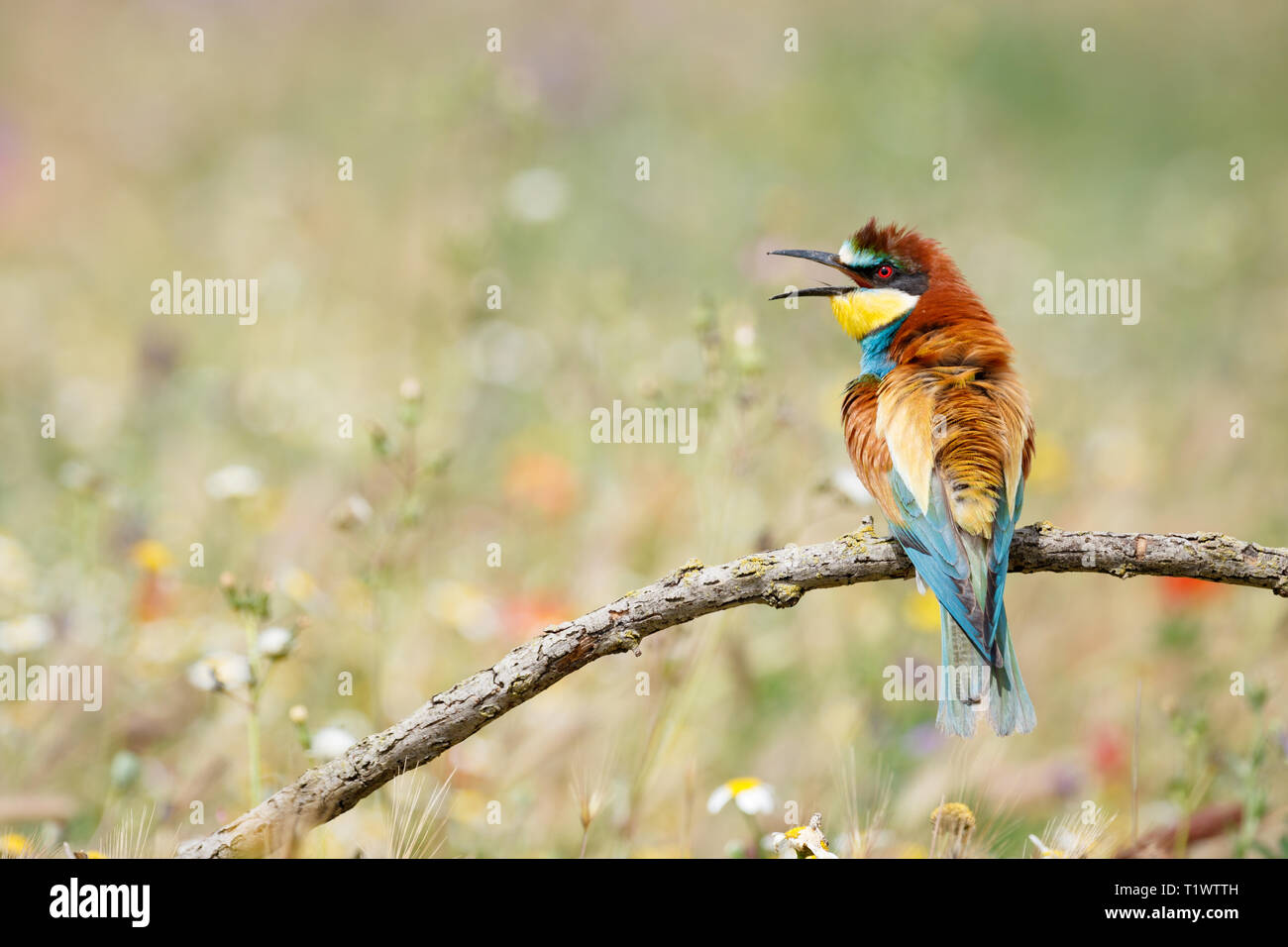 European Bee-eater (Merops apiaster), adult perched on branch, Lleida Steppes, Catalonia, Spain Stock Photo