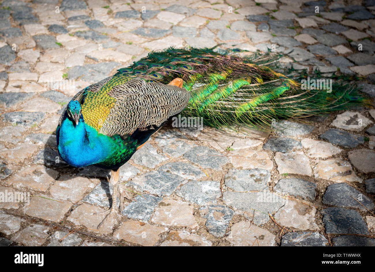 Peacock within hi-res stock photography and images - Alamy