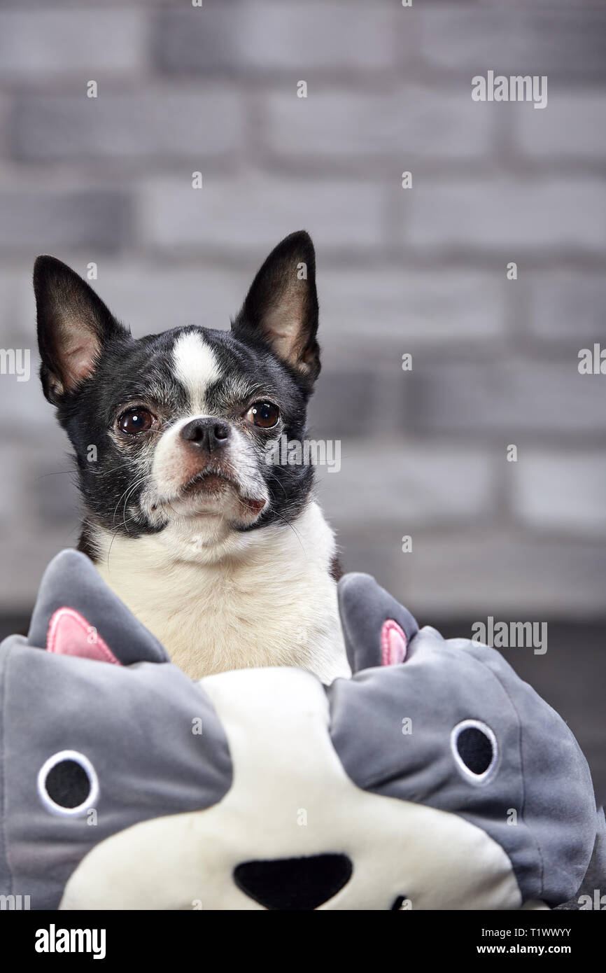 Short Haired Chihuahua Dog Posing Indoors In A Big Toy On A White